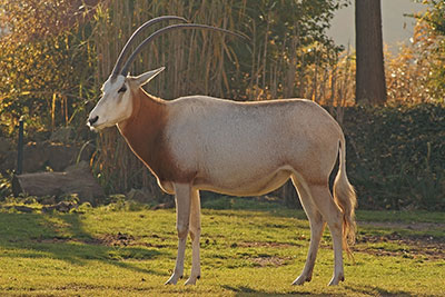 S�belantilope Oryx dammah