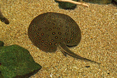 Pfauenaugen-Stechrochen