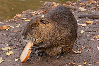 Nutria Myocastor coypus