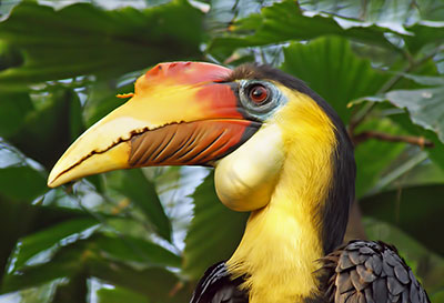 Runzelhornvogel Aceros corrugatos