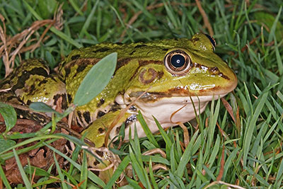 Teichfrosch Rana kl. esculenta