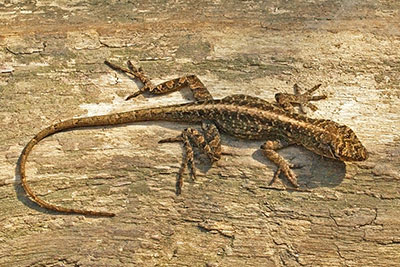 Juveniler Bahama-Anoli Norops sagrei