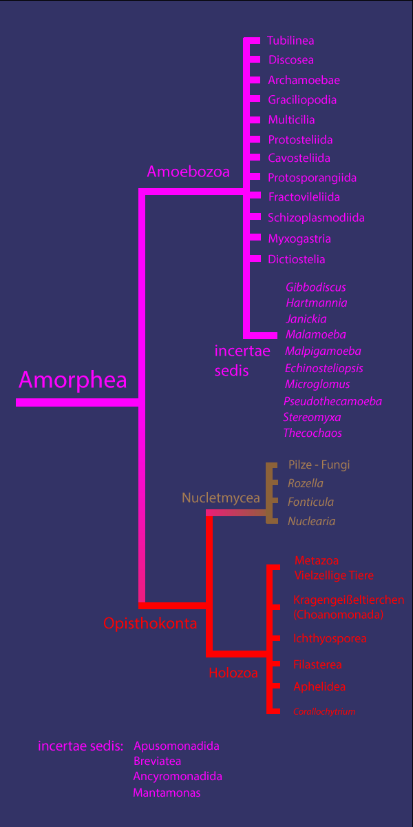 �bersicht Amorphea
