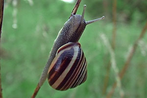 Hainschnirkelschnecke