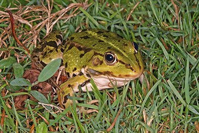 Teichfrosch Rana kl. esculenta