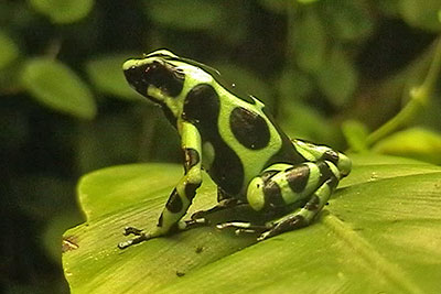 Baumsteigerfrosch Dendrobates aureus