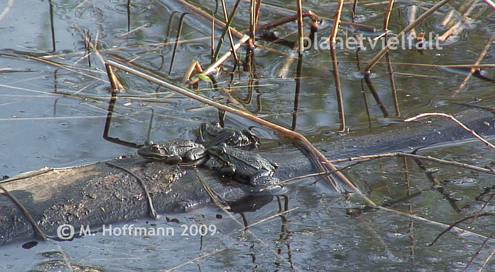 Teichfrosch Rana kl. esculenta