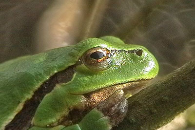 Laubfrosch Hyla arborea