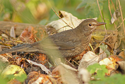 Amsel Turdus merula Weibchen