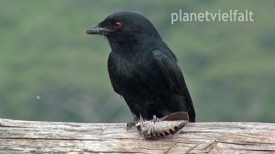 Drongo frisst Windenschwaermer, thiopien