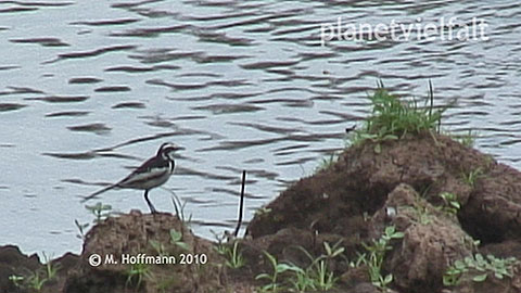 Witwenstelze bei Gambela, thiopien