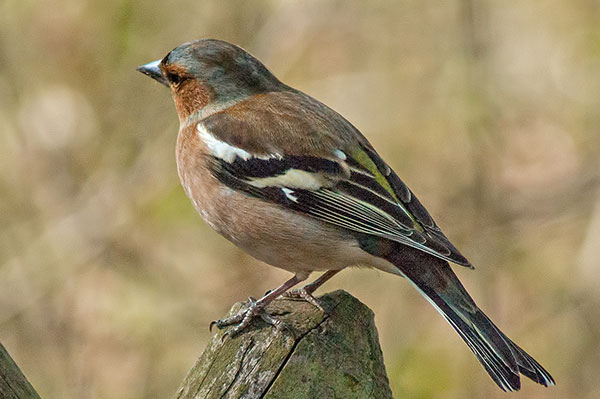 Buchfink Fringilla coelebs