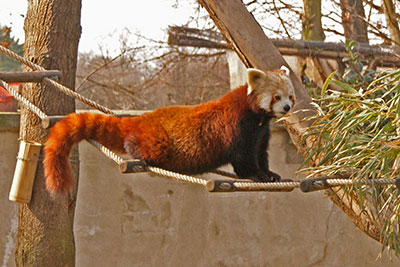 Kleiner Panda im Zoo Leipzig