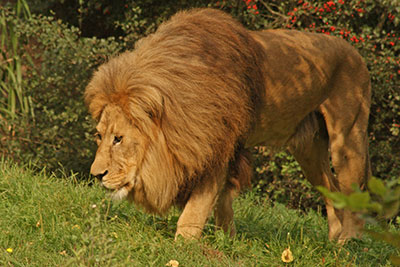 Angola-Lwe Matadi im Zoo Leipzig