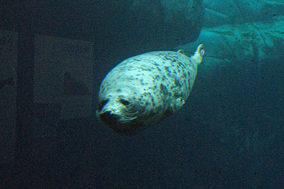 Robbe Zoo Hagenbeck