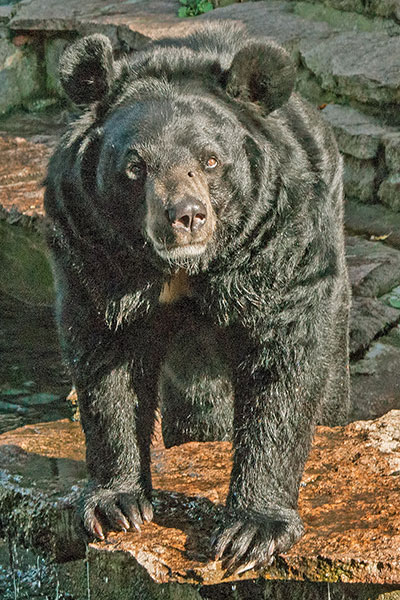 Kragenbr im Bergzoo Halle