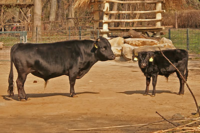 rinder im Leipziger Zoo