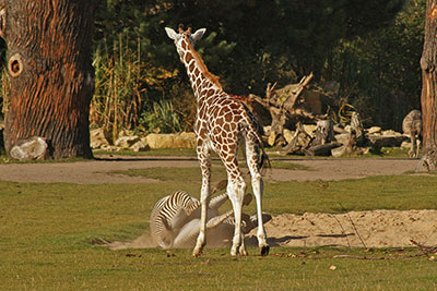 Rotschildgiraffe in der Kiwara-Savanne