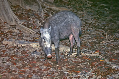 Bartschwein Sabah Borneo