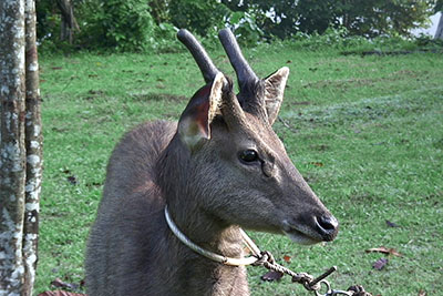 Hirschlein bei Suckau Sabah, Borneo