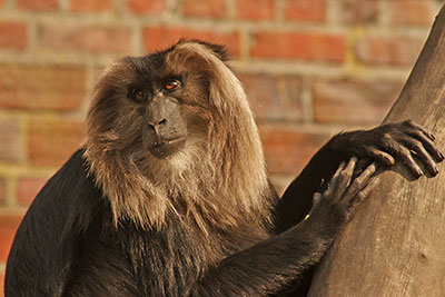 Bartaffe Zoo Leipzig