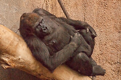 Westlicher Gorilla im Pongoland Leipzig