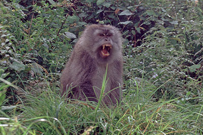 Javaneraffe am Gunung Rinjani, Lombok