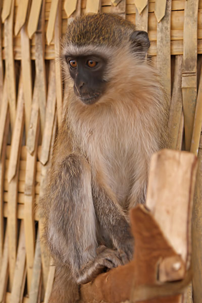 Grne Meerkatze Arba Minch, thiopien