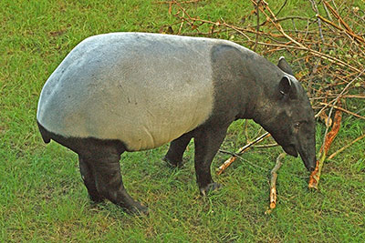 Schabrackentapir Gondwanaland Leipzig