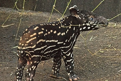 Junger Schabrackentapir Baru