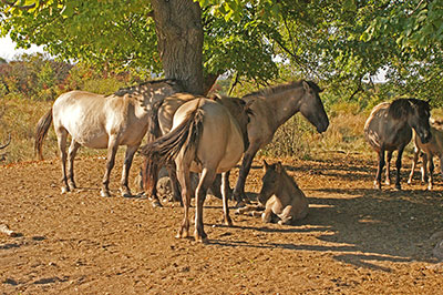 Konik-Pferde bei Naumburg