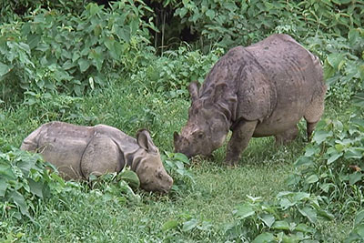 Indisches Panzernashorn mit Jungtier im Chitwan-NP