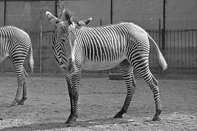 Grevyizebra Zoo Leipzig