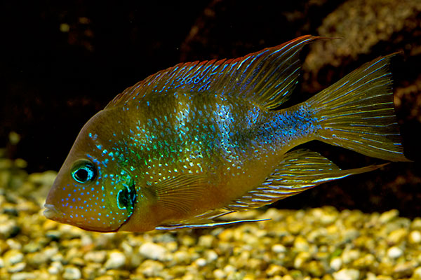 Goldbuntbarsch Thorichthys aureus