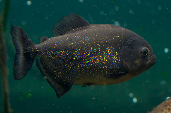 Roter Piranha Pygocentrus nattereri