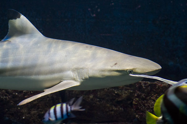 Schwarzspitzen-Riffhai Carcharhinus melanopterus