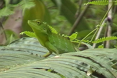 Sch�nechse Calotes spec. Poring Borneo