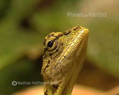 Flugdrache Drago volans