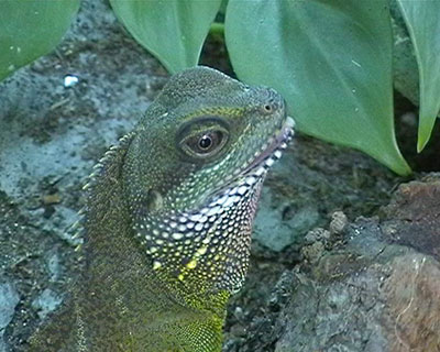 Portr�t Wasseragame