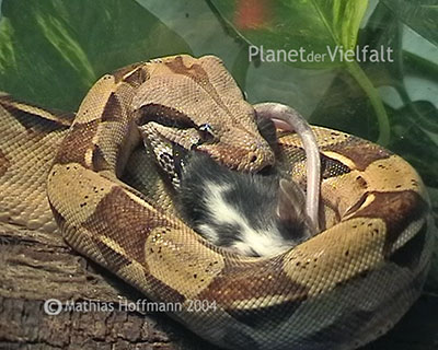 Boa constrictor frisst Maus