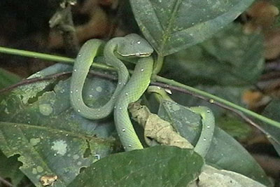 Bambusotter bei Sepilok, Borneo