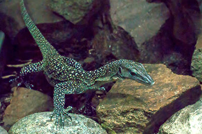 Sepikwaran im Zoo Leipzig