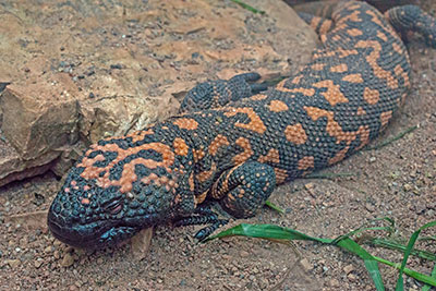 Gila-Krustenechse im Zoo Leipzig