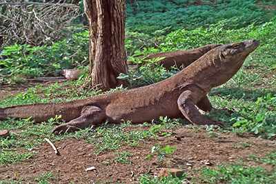 Komodowaran Rinca Indonesien