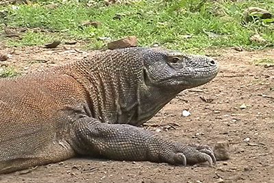 Komodowaran Rinca Indonesien