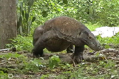 Komodowaran Rinca Indonesien