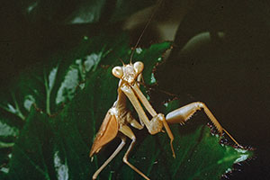 Gottesanbeterin Mantis religiosa