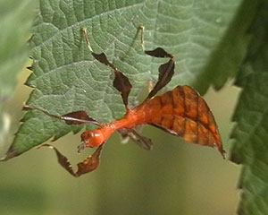 kleines wandelndes Blatt