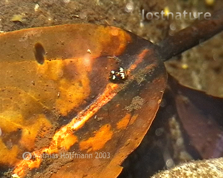 Laccophilus Wasserk�fer auf Sumatra