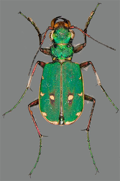 Gliederfüsser Arthropoda